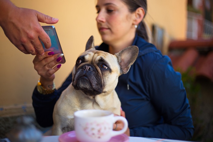 electronic pet toy