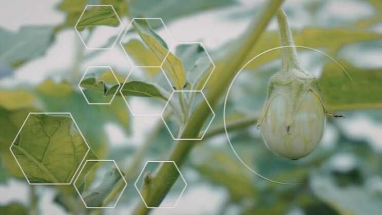 Agricultural Micronutrients Market: Boosting Crop Health