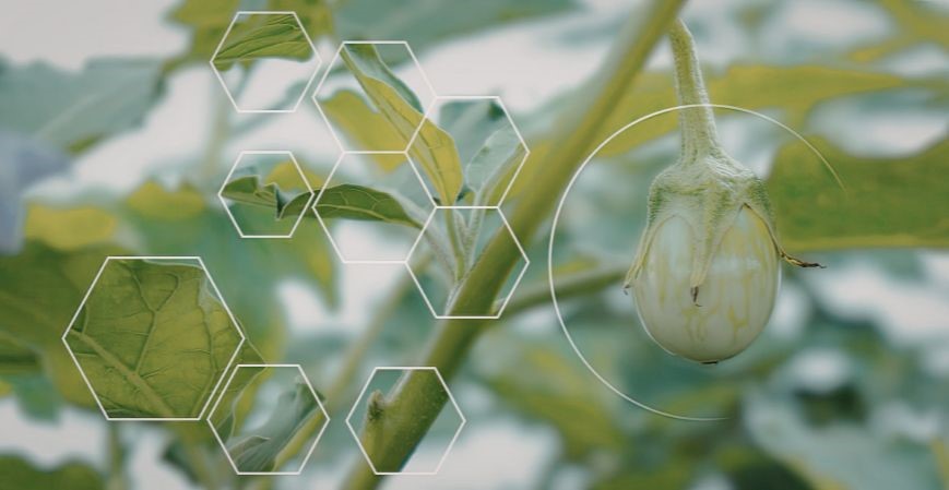 Agricultural Micronutrients